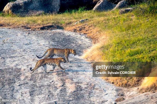 Inde, Etat du Rajasthan, Région de Bera , léopard indien , deux mâles se déplaçent sur des rochers.