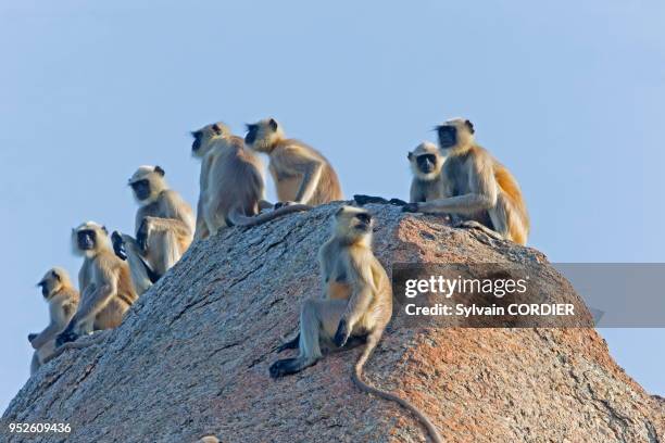 Inde, Etat du Rajasthan , région de Bera , Entelle d'Hanuman , groupe sur un rocher.