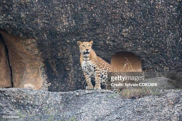 Inde, Etat du Rajasthan, Région de Bera , léopard indien .