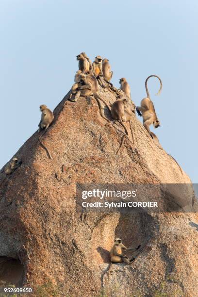 Inde, Etat du Rajasthan , région de Bera , Entelle d'Hanuman groupe sur un rocher.