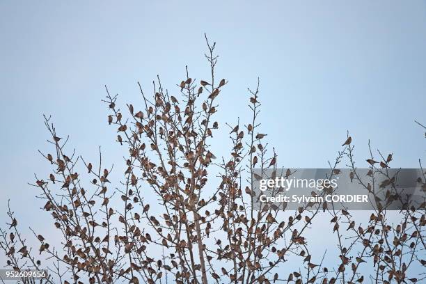 Allemagne, Bade Wurtemberg, Lorrach, rassemblement de millions de pinsons dans un dortoir hivernal européen dans le sud ouest de l'Allemagne, Pinson...