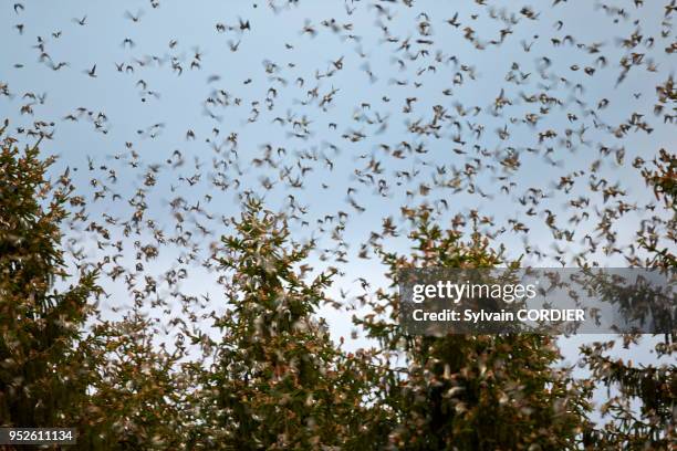 Allemagne, Bade Wurtemberg, Lorrach, rassemblement de millions de pinsons dans un dortoir hivernal européen dans le sud ouest de l'Allemagne, Pinson...