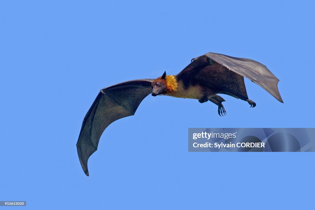 INDIAN FLYING FOX