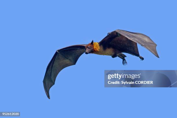 India, State of Gujarat, Town of Junagadh, Indian Flying-fox .