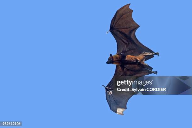 India, State of Gujarat, Town of Junagadh, Indian Flying-fox .