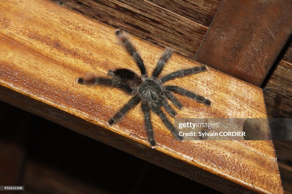 TRAPDOOR SPIDER, BOLIVAR, VENEZUELA
