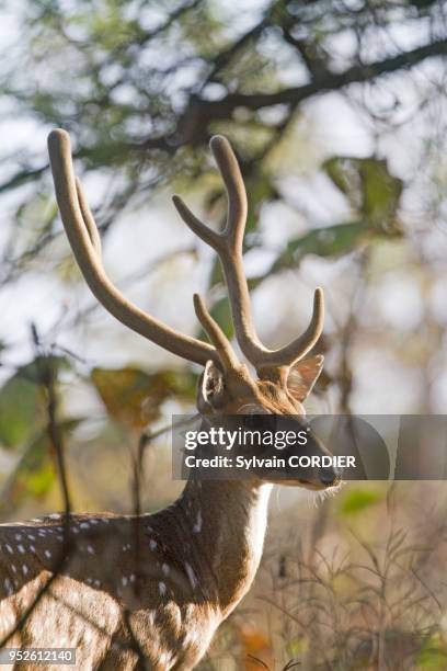 India , State of Gujarat, Town of Junagadh, Gir National Park and Wildlife Sanctuary, Spotted deer or axis deer, chital or cheetal .