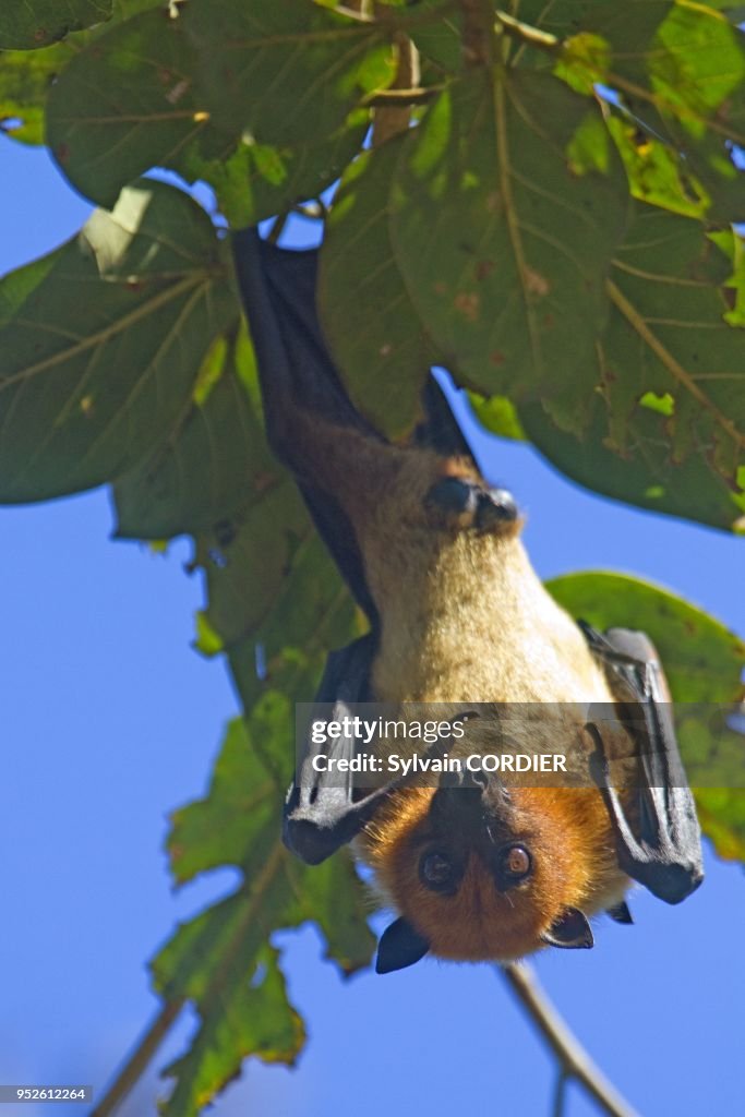 INDIAN FLYING FOX