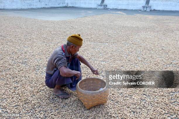 Myanmar , province de Mandalay, Mingun, séchage de cacahuettes. Myanmar, Mandalay State, Mingun, peanuts drying.