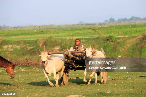 Myanmar , province de Mandalay, Mingun, char à boeufs revenant des champs. Myanmar, Mandalay State, Mingun, oxen returning from the fields, pulling a...