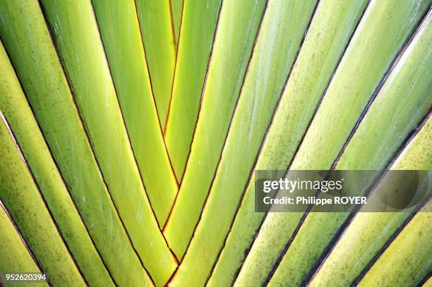 Ravenala madagascariensis, tropical tree in Seychelles islands.