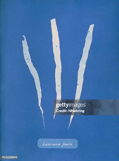 cyanotype of algae, petalonia fascia - alternative process stock illustrations