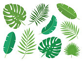 Tropical exotic plants leaves set isolated on white background.
