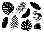 Black silhouettes of tropical palm leaves isolated on white background.