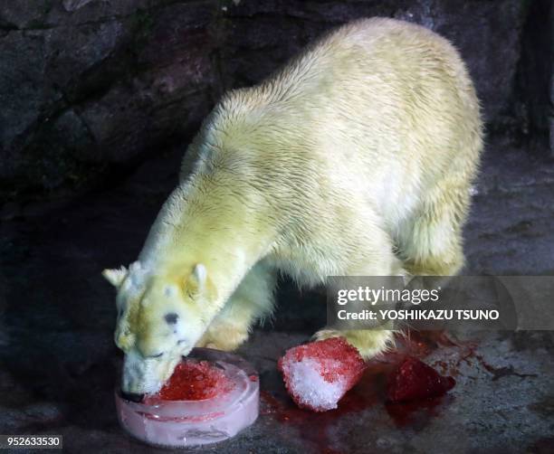 Yukimaru, un ours polaire mâle mange une glace parfumée offerte par l'aquarium Hakkeijima Sea Paradise, le 11 septembre 2016, Yokohama, Japon.