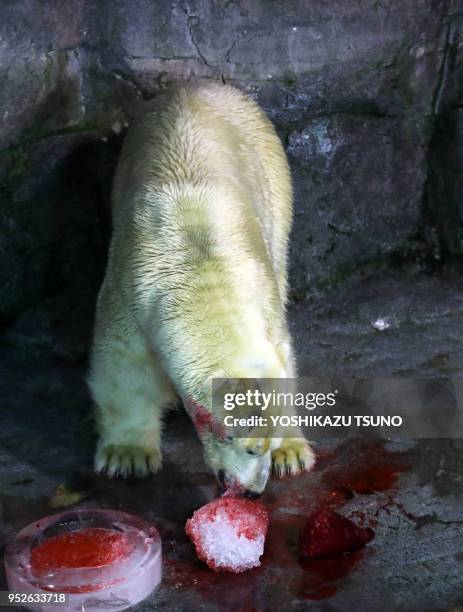 Yukimaru, un ours polaire mâle mange une glace parfumée offerte par l'aquarium Hakkeijima Sea Paradise, le 11 septembre 2016, Yokohama, Japon.
