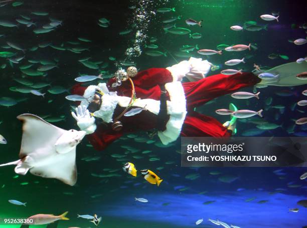 Une plongeuse avec un déguisement de père-Noël nage parmi les poissons de l'Aquarium Sunshine le 2 décembre 2016, Tokyo, Japon.