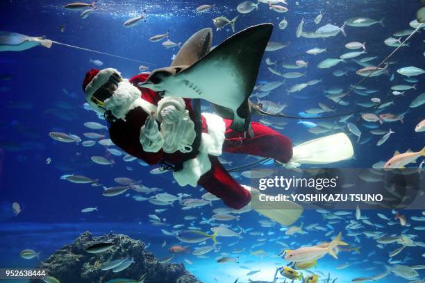 Une plongeuse avec un déguisement de père-Noël nage parmi les poissons de l'Aquarium Sunshine le 2 décembre 2016, Tokyo, Japon.