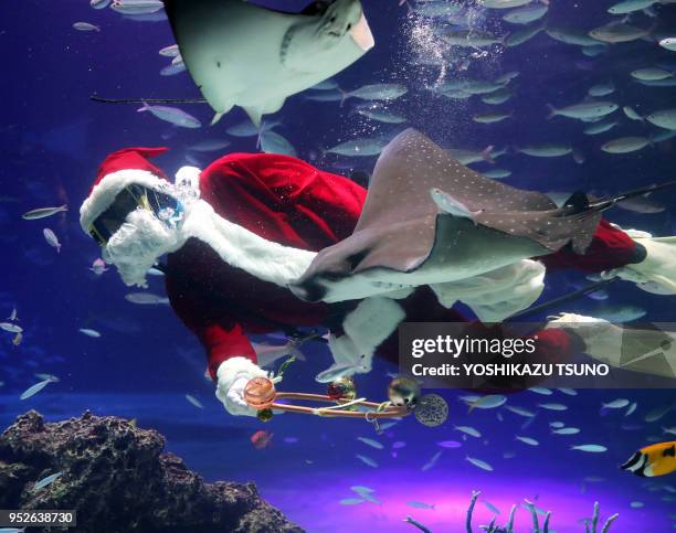 Une plongeuse avec un déguisement de père-Noël nage parmi les poissons de l'Aquarium Sunshine le 2 décembre 2016, Tokyo, Japon.