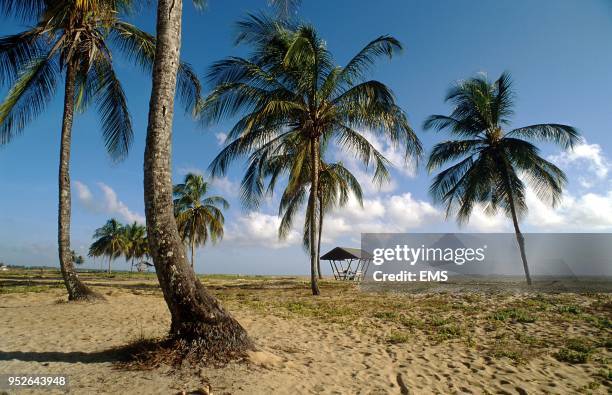 Cocoteraie Beach.