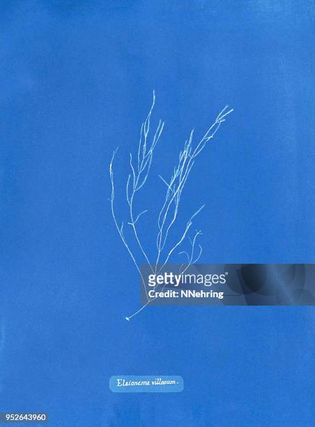 cyanotypie von algen, arthrocladia villosa - photogramm stock-grafiken, -clipart, -cartoons und -symbole
