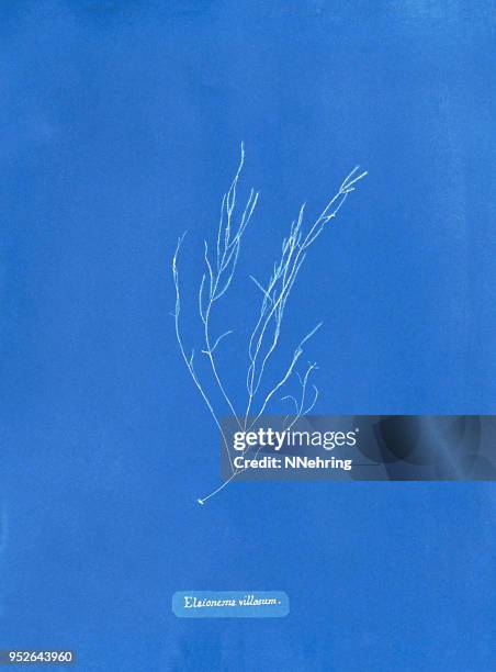 cyanotype of algae, arthrocladia villosa - alternative process stock illustrations