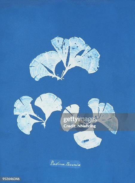 ilustrações de stock, clip art, desenhos animados e ícones de cyanotype of algae, padina pavonica - processo alternativo