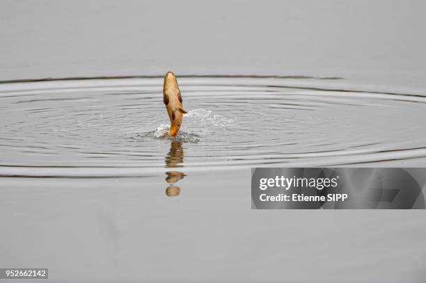 Carp Jump 228 Jumping Carp Stock Photos, High-Res Pictures, and Images - Getty Images