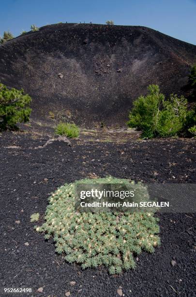 Cratère secondaire éteint, sur les flancs est de l'Etna. Coussin d?astragale , une plante endémique de l?Etna.