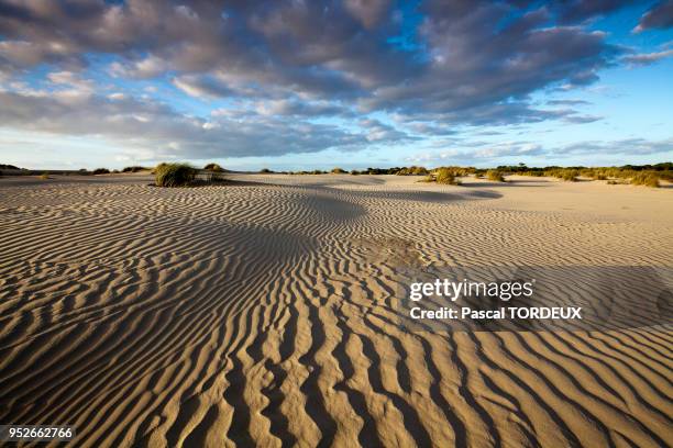 Paysage désertique de sable fin.