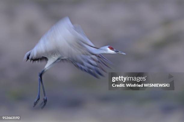 Grue du Canada , Refuge faunique national de Bosque del Apache, Nouveau-Mexique, Usa.