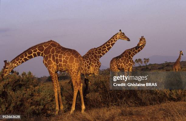 Reticuled giraffes, Jirafa reticulada, on Samburu park on December 7, 2007 in Samburu, Kenya.