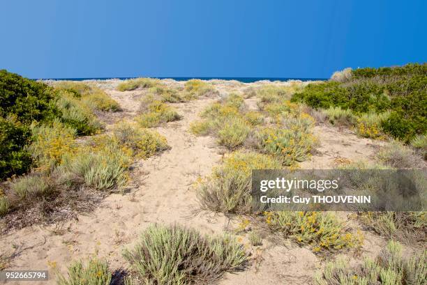 Chemin pour aller sur les plages. Plantes de sable, Costa degli Oleandri, près du port Ottiolu, Sardaigne.