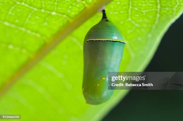 monarch caterpillar - cocoon 個照片及圖片檔