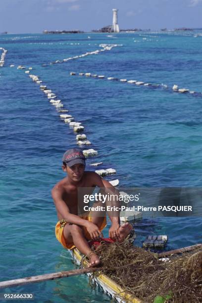 The 'floating-line' technique of farming the precious red algae consists of laying out the harvested algae on a bamboo rack to dry. This drying...