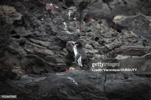 The Galapagos Penguin is a penguin endemic to the Galapagos Islands. It is the only penguin that lives north of the equator in the wild;it can...