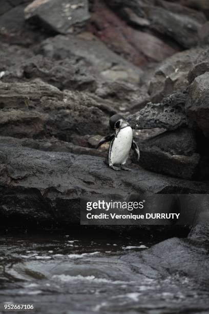 The Galapagos Penguin is a penguin endemic to the Galapagos Islands. It is the only penguin that lives north of the equator in the wild;it can...