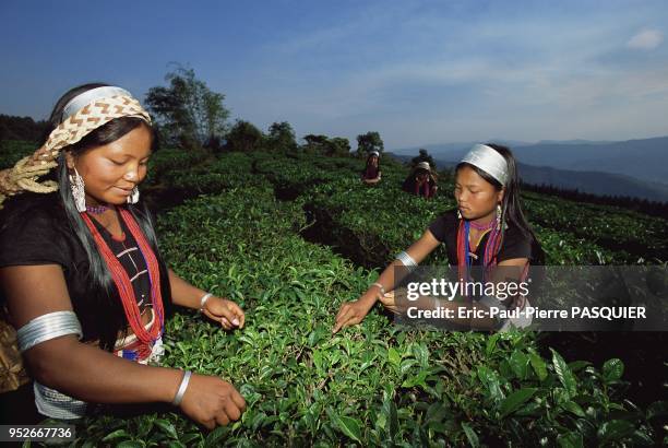 Picking tea in the Ximeng district, the fertile land of Yunnan has attracted many ethnic groups. The area produces rice, maize, millet, buckwheat,...