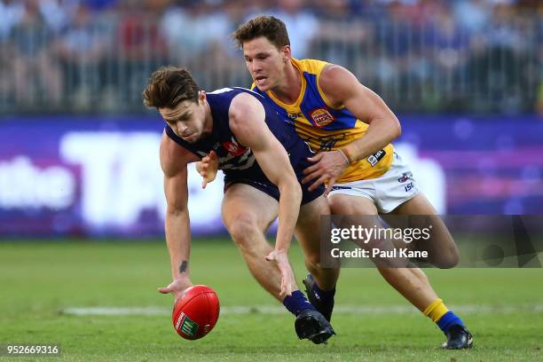 Lachie Neale of the Dockers wins possession of the ball during the Round 6 AFL match between the Fremantle Dockers and West Coast Eagles at Optus...