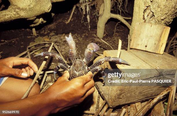 An Ivatan traps a tatus, a blue coconut crab and a famous delicacy from the Batanes islands. The crab's belly tastes like coconut meat. Pictured on...