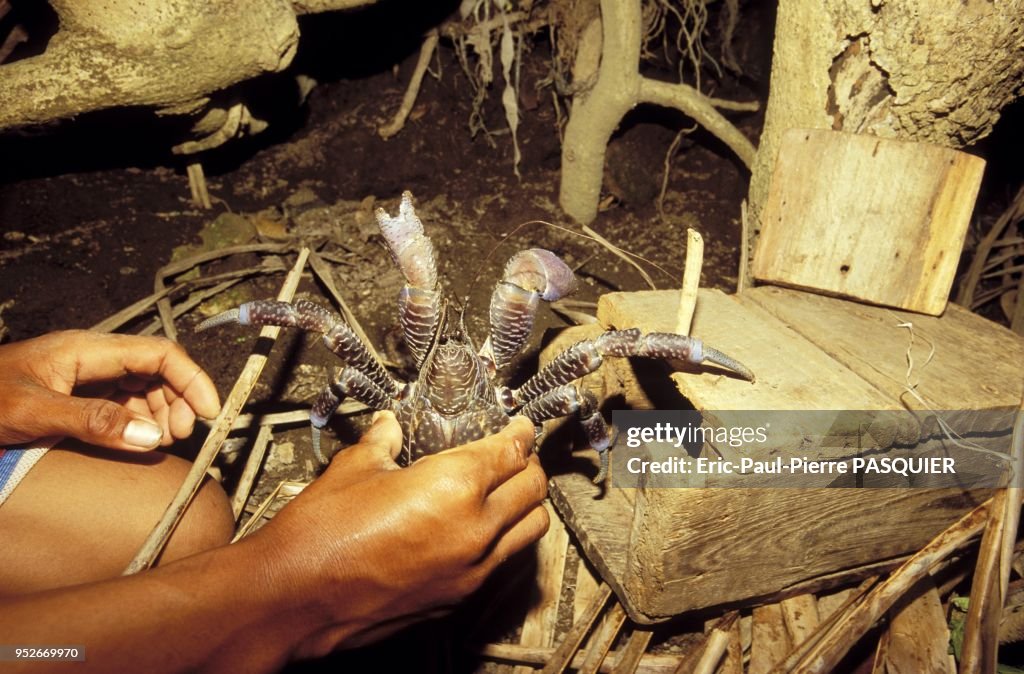 Ivatan Rituals An Ivatan traps a tatus, a blue coconut crab and a famous delicacy ...