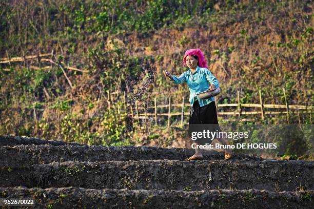 Tu Le Landscape, Vietnam, News Photo