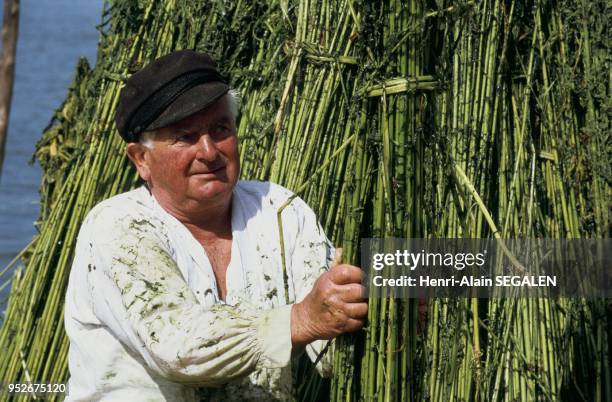 Reenactment of gestures from long ago : preparation for the drying of water-retted plants "De Fibres en Musique" Festival in Montjean-sur-Loire ....