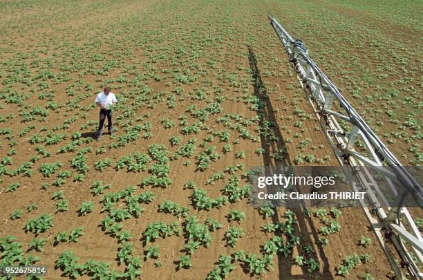 Agriculteur observant l'etat sanitaire de son jeune Tournesol avant la pulverisation de fongicide ou d'insecticide.