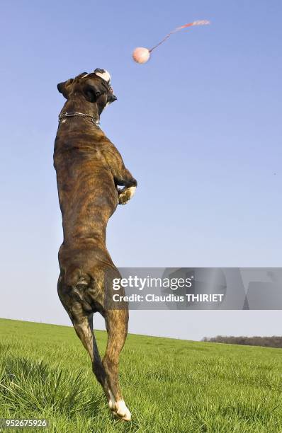 Chien boxer sautant pour attraper la balle dans la prairie.