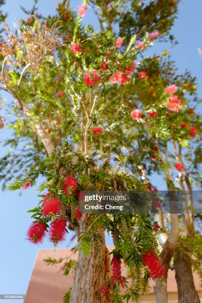 Angled Red Tree Low Angle View Of Red Flowering Tree Against Sky High-Res Stock Photo ...