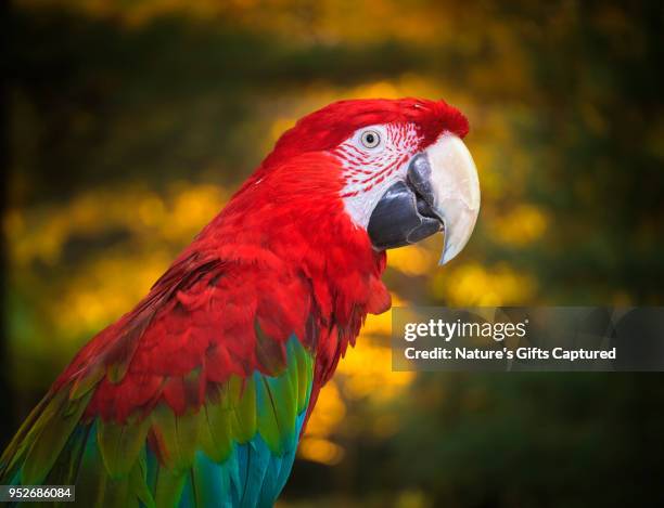 red and green macaw parrot - arara de asa verde imagens e fotografias de stock