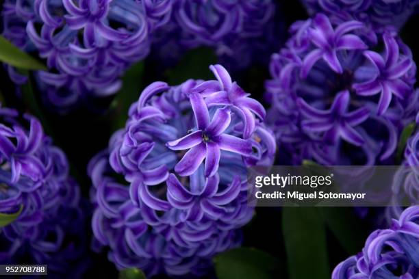 ultra violet hyacinth - hyacinth stock pictures, royalty-free photos & images