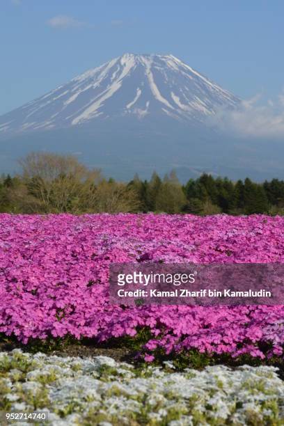 mt fuji and shibazakura - kamal zharif stockfoto's en -beelden