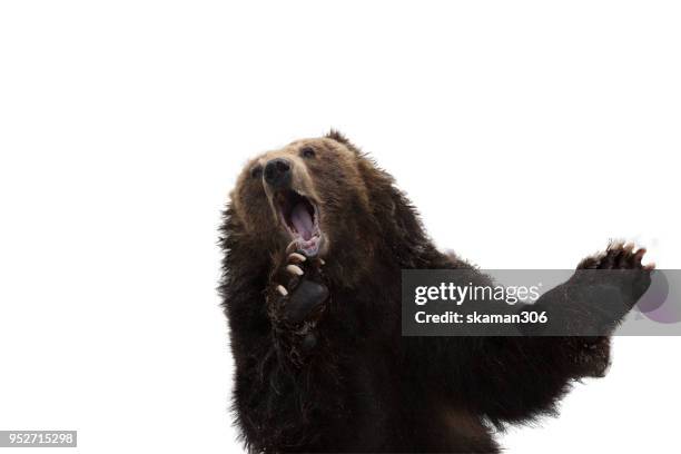 very cute snow bear - oso fotografías e imágenes de stock